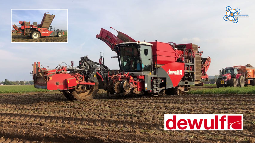 Dewulf